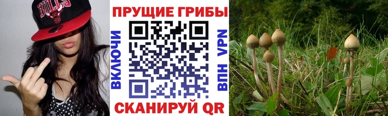 Галлюциногенные грибы Cubensis Котельниково